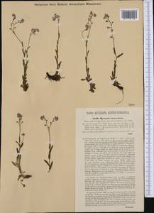 Myosotis alpestris subsp. suaveolens (Waldst. & Kit. ex Willd.) Strid, Западная Европа (EUR) (Словения)