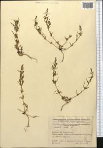 Soda inermis (Moench) Fourr., Средняя Азия и Казахстан, Северный и Центральный Казахстан (M10) (Казахстан)