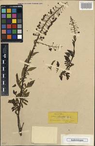Verbascum luciliae (Boiss.) Kuntze, Зарубежная Азия (ASIA) (Турция)