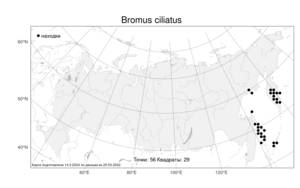 Bromus ciliatus, Костер реснитчатый L., Атлас флоры России (FLORUS) (Россия)