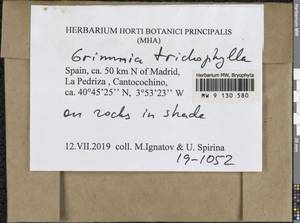 Grimmia trichophylla Grev., Гербарий мохообразных, Мхи - Западная Европа (BEu) (Испания)