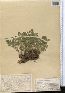Semenovia bucharica (B.Fedtsch. ex Schischk.) Manden., Средняя Азия и Казахстан, Памир и Памиро-Алай (M2) (Таджикистан)