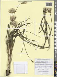 Pseudopodospermum tauricum (M.Bieb.) Vasjukov & Saksonov, Кавказ, Черноморское побережье (от Новороссийска до Адлера) (K3) (Россия)