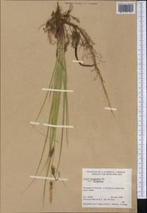 Carex lasiocarpa var. americana Fernald, Америка (AMER) (Канада)