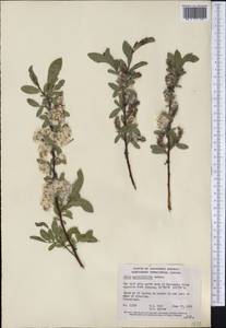 Salix myrtillifolia Anderss., Америка (AMER) (Канада)