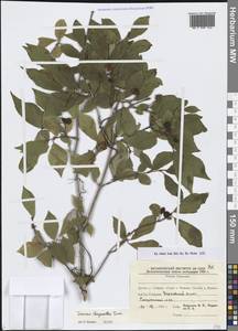 Жимолость золотистая Turcz., Сибирь, Дальний Восток (S6) (Россия)