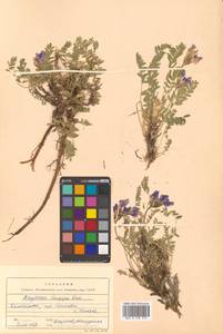 Остролодочник выставляющийся Jurtzev, Сибирь, Чукотка и Камчатка (S7) (Россия)