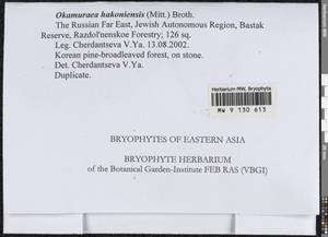Okamuraea hakoniensis (Mitt.) Broth., Гербарий мохообразных, Мхи - Дальний Восток (без Чукотки и Камчатки) (B20) (Россия)