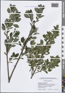 Ива филиколистная L., Восточная Европа, Северо-Западный район (E2) (Россия)