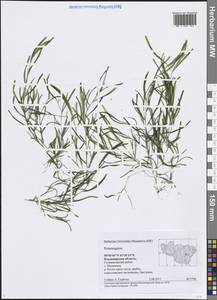 Рдест, Восточная Европа, Центральный район (E4) (Россия)