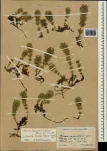 Круциата крымская (Pall. ex Willd.) Ehrend., Крым (KRYM) (Россия)