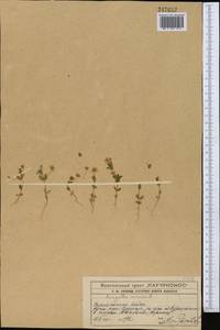 Lysimachia arvensis (L.) U.Manns & Anderb., Средняя Азия и Казахстан, Западный Тянь-Шань и Каратау (M3) (Казахстан)