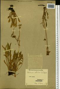 Патриния сибирская (L.) Juss., Сибирь, Западный (Казахстанский) Алтай (S2a) (Казахстан)