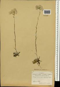 Кошачья лапка двудомная (L.) Gaertn., Монголия (MONG) (Монголия)