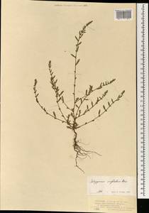 Спорыш незамечаемый, Спорыш незамеченный Besser, Монголия (MONG) (Монголия)