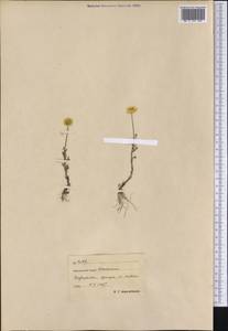 Cota tinctoria subsp. tinctoria, Сибирь, Чукотка и Камчатка (S7) (Россия)