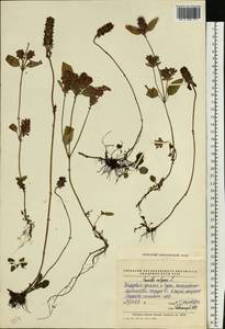 Черноголовка обыкновенная L., Восточная Европа, Средневолжский район (E8) (Россия)