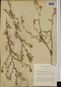 Centaurea pestalotii De Not. ex Ces., Западная Европа (EUR) (Италия)