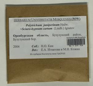 Polytrichum juniperinum Hedw., Гербарий мохообразных, Мхи - Башкортостан, Челябинская и Оренбургская области (B14) (Россия)