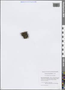 Камнеломка супротивнолистная L., Сибирь, Центральная Сибирь (S3) (Россия)