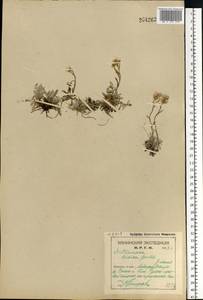 Кошачья лапка двудомная (L.) Gaertn., Восточная Европа, Северный район (E1) (Россия)