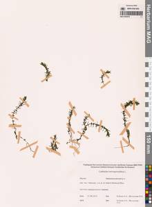 Болотник обоеполый L., Сибирь, Якутия (S5) (Россия)