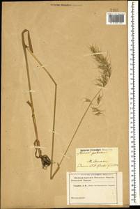 Avenula pubescens (Huds.) Dumort., Кавказ (без точных местонахождений) (K0)