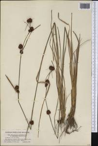 Rhynchospora cephalantha A.Gray, Америка (AMER) (США)