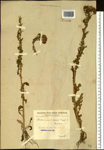 Jacobaea ambracea (Turcz. ex DC.) B. Nord., Сибирь, Прибайкалье и Забайкалье (S4) (Россия)