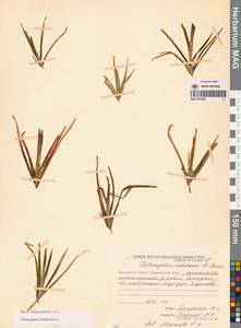 Рдест сплюснутый L., Сибирь, Чукотка и Камчатка (S7) (Россия)