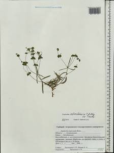 Молочай астраханский C.A.Mey. ex Trautv., Восточная Европа, Нижневолжский район (E9) (Россия)