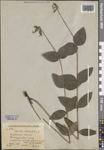 Ломонос цельнолистный L., Восточная Европа, Центральный лесостепной район (E6) (Россия)