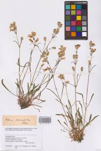 Смолевка хамарская Turcz., Сибирь, Западная Сибирь (S1) (Россия)