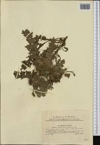 Cirsium acaule (L.) Scop., Западная Европа (EUR) (Чехия)