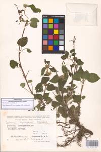 Яснотка белая, Глухая крапива, Кавказ, Азербайджан (K6) (Азербайджан)