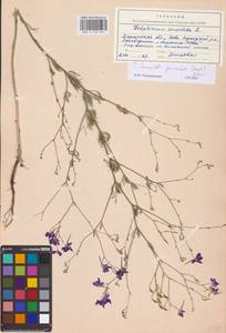 Delphinium consolida subsp. paniculatum (Host) N.Busch, Восточная Европа, Южно-Украинский район (E12) (Украина)