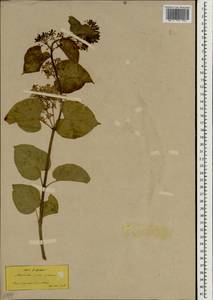 Cionura erecta (L.) Griseb., Зарубежная Азия (ASIA) (Неизвестно)