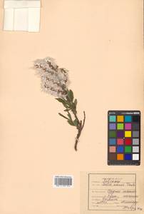 Ива удская (Wimm.) Trautv. & C.A.Mey., Сибирь, Дальний Восток (S6) (Россия)