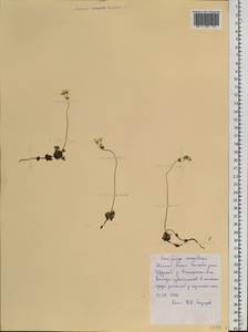 Камнеломка дернистая L., Сибирь, Западная Сибирь (S1) (Россия)