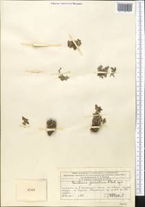 Постенница иудейская L., Средняя Азия и Казахстан, Западный Тянь-Шань и Каратау (M3) (Казахстан)