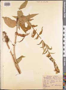 Колокольчик болонский L., Восточная Европа, Центральный район (E4) (Россия)