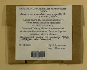 Andreaea rupestris var. papillosa (Lindb.) Podp., Гербарий мохообразных, Мхи - Красноярский край, Тыва и Хакасия (B17) (Россия)