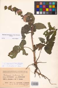 MHA 0 154 180, Зопничек клубненосный (L.) Moench, Восточная Европа, Нижневолжский район (E9) (Россия)