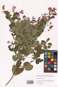 Леспедеца двуцветная Turcz., Сибирь, Дальний Восток (S6) (Россия)