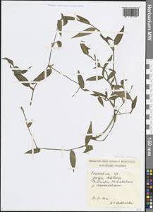 Коммелина обыкновенная L., Кавказ, Грузия (K4) (Грузия)