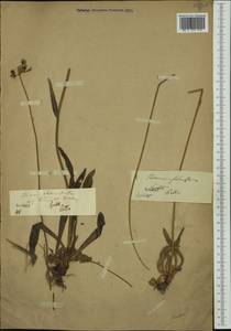 Pilosella stoloniflora (Waldst. & Kit.) F. W. Schultz & Sch. Bip., Западная Европа (EUR)