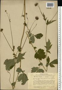 Geum × intermedium Ehrh., Восточная Европа, Центральный лесостепной район (E6) (Россия)