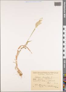 Бухарник шерстистый L., Кавказ, Грузия (K4) (Грузия)