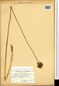 Allium dictyoprasum C.A.Mey. ex Kunth, Кавказ, Армения (K5) (Армения)