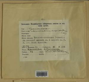 Calliergonella cuspidata (Hedw.) Loeske, Гербарий мохообразных, Мхи - Центральное Нечерноземье (B6) (Россия)